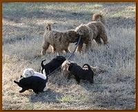 Dancer Bailey puppies 6 weeks old playtime 001