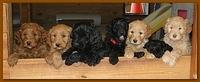 Dancer Bailey puppies 6 weeks old playtime 020