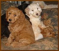 Dancer Bailey puppies 7 weeks snow 030