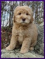 Individual puppy gallery