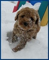 Dancer Bailey puppies 7 weeks snow 024