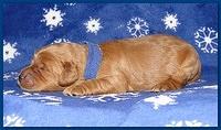 Dancer Ripley puppies 1 week old 001
