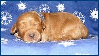 Dancer Ripley puppies 1 week old 004