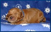 Dancer Ripley puppies 1 week old 005