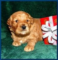 Dancer Ripley puppies 3 weeks old 060