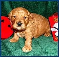 Dancer Ripley puppies 3 weeks old 062