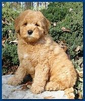 Dancer Ripley puppies 9 weeks old Parker 001