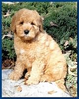 Dancer Ripley puppies 9 weeks old Parker 007