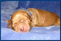 Dancer Ripley pups 4 days old 003