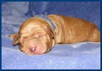 Dancer Ripley pups 4 days old 004