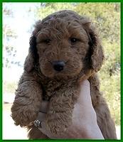Dancer Ripley puppies 6 weeks old 032