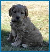 Dancer Bailey puppies 6 weeks old playtime 030