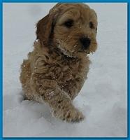 Dancer Bailey puppies 7 weeks snow 016
