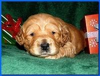 Dancer Ripley puppies 3 weeks old 092