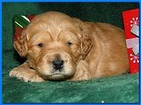 Dancer Ripley puppies 3 weeks old 093