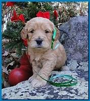 Dancer Ripley puppies 4 weeks old 038