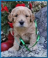 Dancer Ripley puppies 4 weeks old 039
