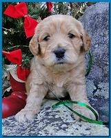 Dancer Ripley puppies 4 weeks old 041