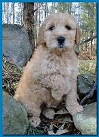 Dancer Ripley puppies 8 weeks old 001