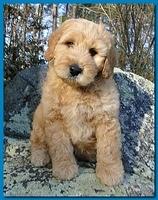 Dancer Ripley puppies 8 weeks old lt blue005