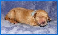 Dancer Ripley pups 4 days old 021