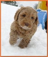 Dancer Bailey puppies 7 weeks snow 020