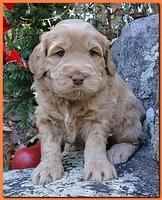 Dancer Ripley puppies 4 weeks old 027