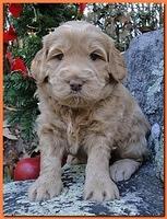 Dancer Ripley puppies 4 weeks old 028