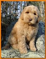 Dancer Ripley puppies 8 weeks old org 025