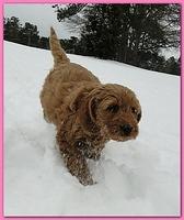Dancer Bailey puppies 7 weeks snow 006