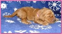 Dancer Ripley puppies 1 week old 022