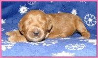 Dancer Ripley puppies 1 week old 023