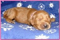 Dancer Ripley puppies 1 week old 024
