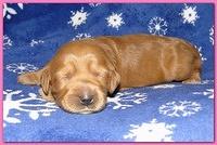 Dancer Ripley puppies 1 week old 026