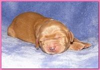 Dancer Ripley pups 4 days old 027