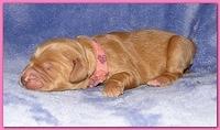 Dancer Ripley pups 4 days old 029