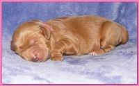 Dancer Ripley pups 4 days old 030