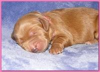 Dancer Ripley pups 4 days old 031