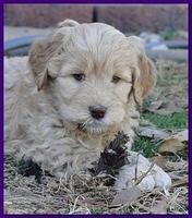Dancer Bailey puppies 6 weeks old playtime 036