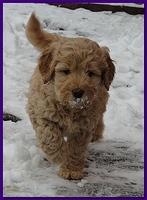 Dancer Bailey puppies 7 weeks snow 011