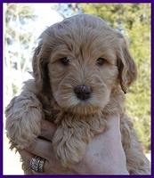 Dancer Ripley puppies 6 weeks old 045