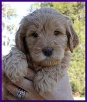 Dancer Ripley puppies 6 weeks old 046