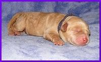Dancer Ripley pups 4 days old 034