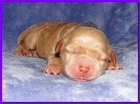 Dancer Ripley pups 4 days old 035