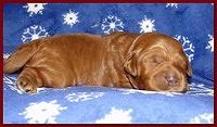 Dancer Ripley puppies 1 week old 002