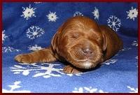 Dancer Ripley puppies 1 week old 008