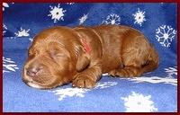 Dancer Ripley puppies 1 week old 009