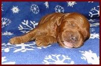 Dancer Ripley puppies 1 week old 011