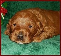 Dancer Ripley puppies 3 weeks old 071