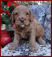 Dancer Ripley puppies 4 weeks old 079